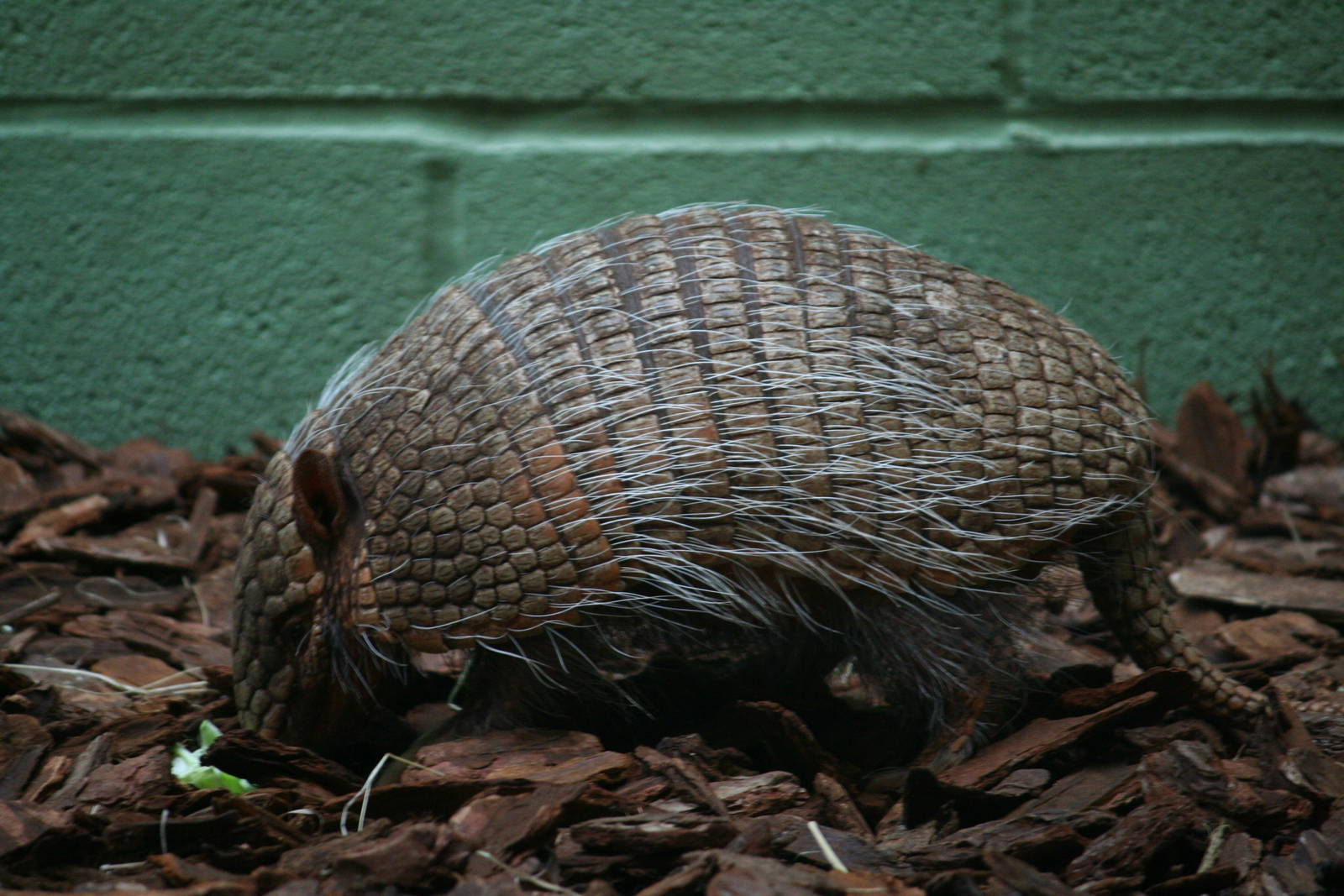 Six-banded armadillo