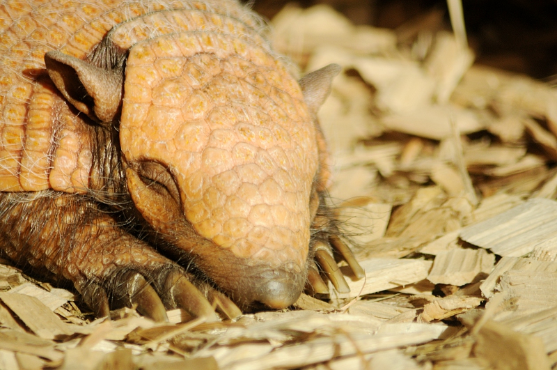 Six-banded armadillo