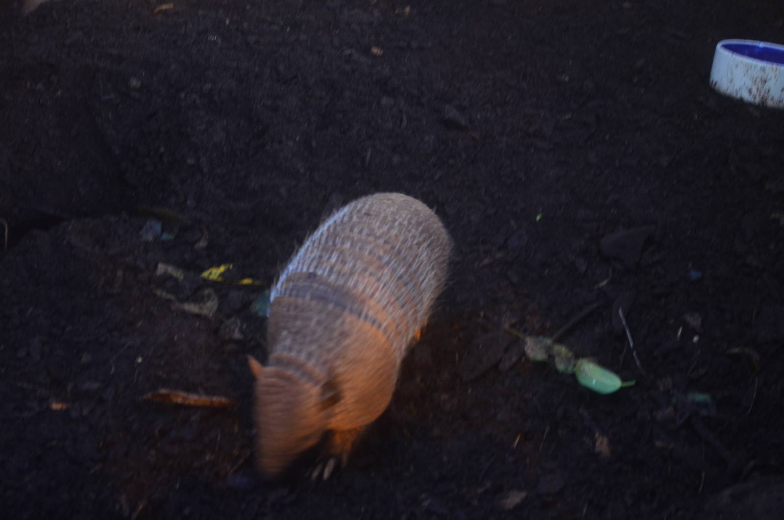 Six-banded Armadillo