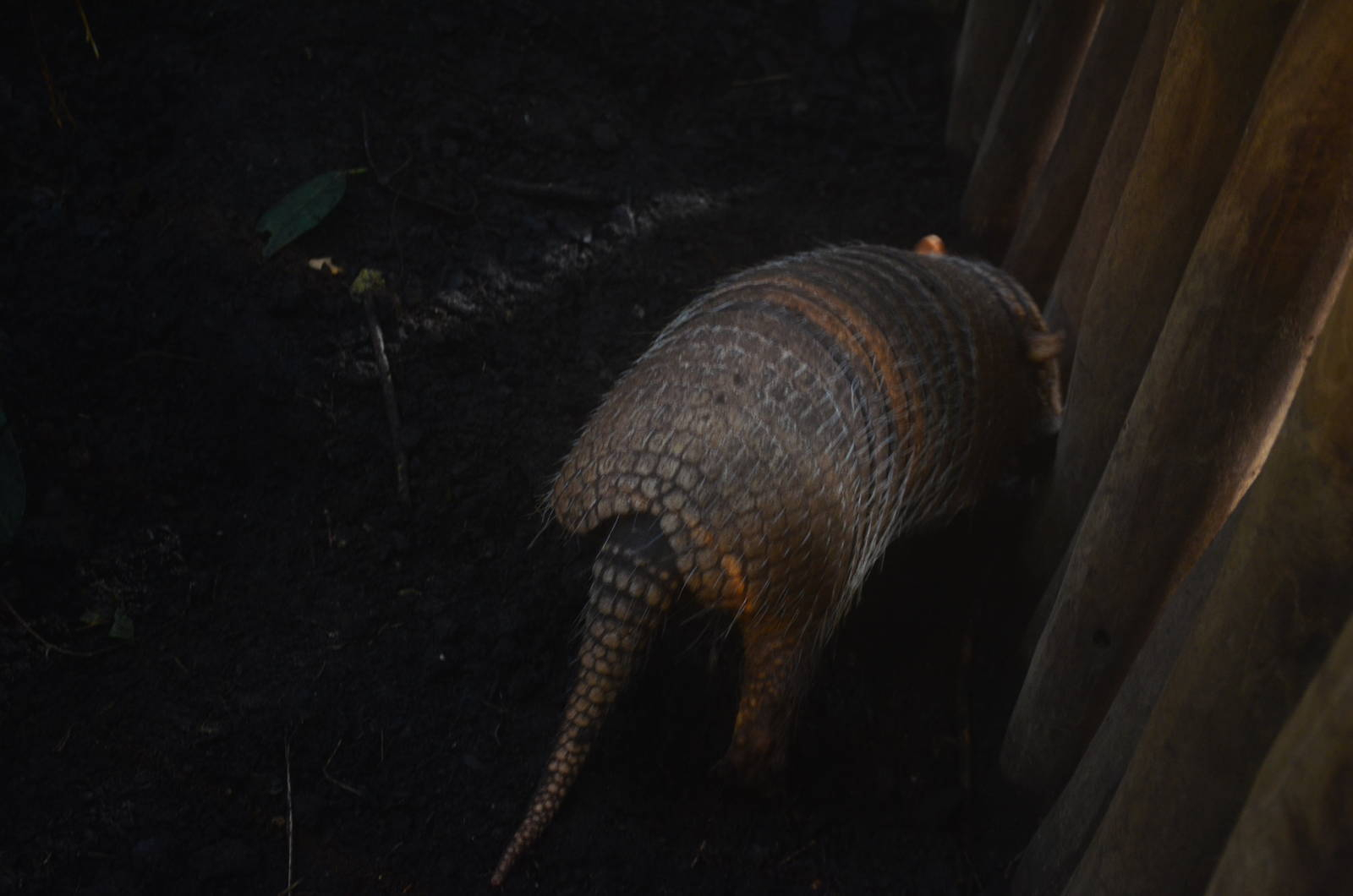Six-banded Armadillo