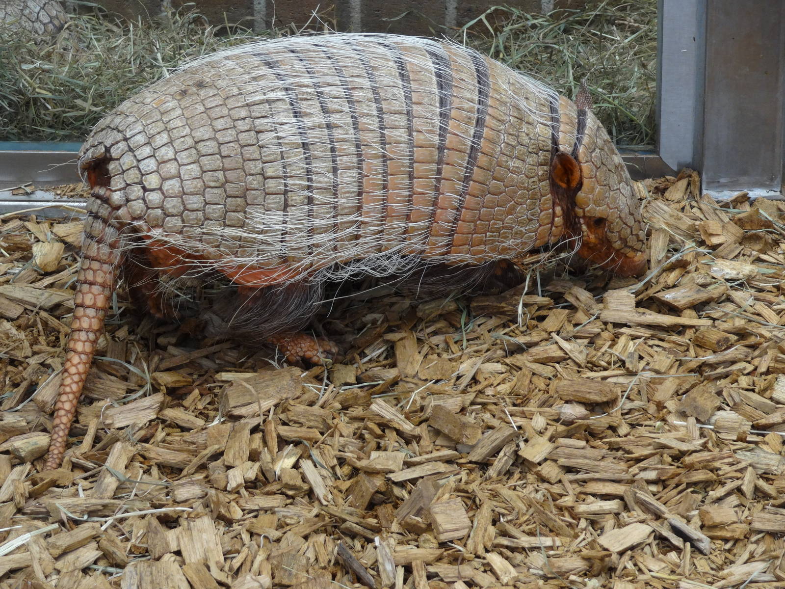 Six-banded armadillo