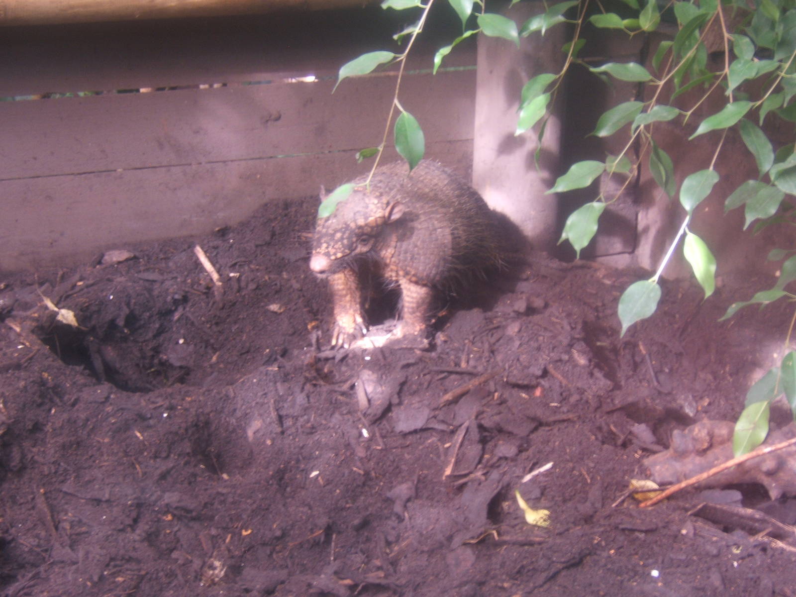 Six-banded Armadillo