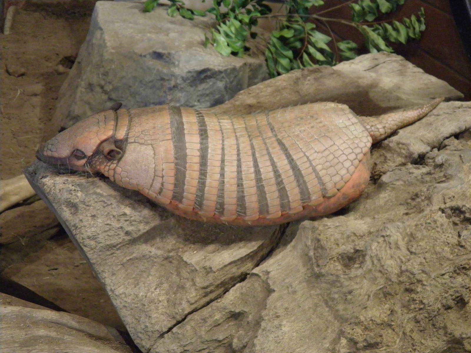 Six Banded Armadillo