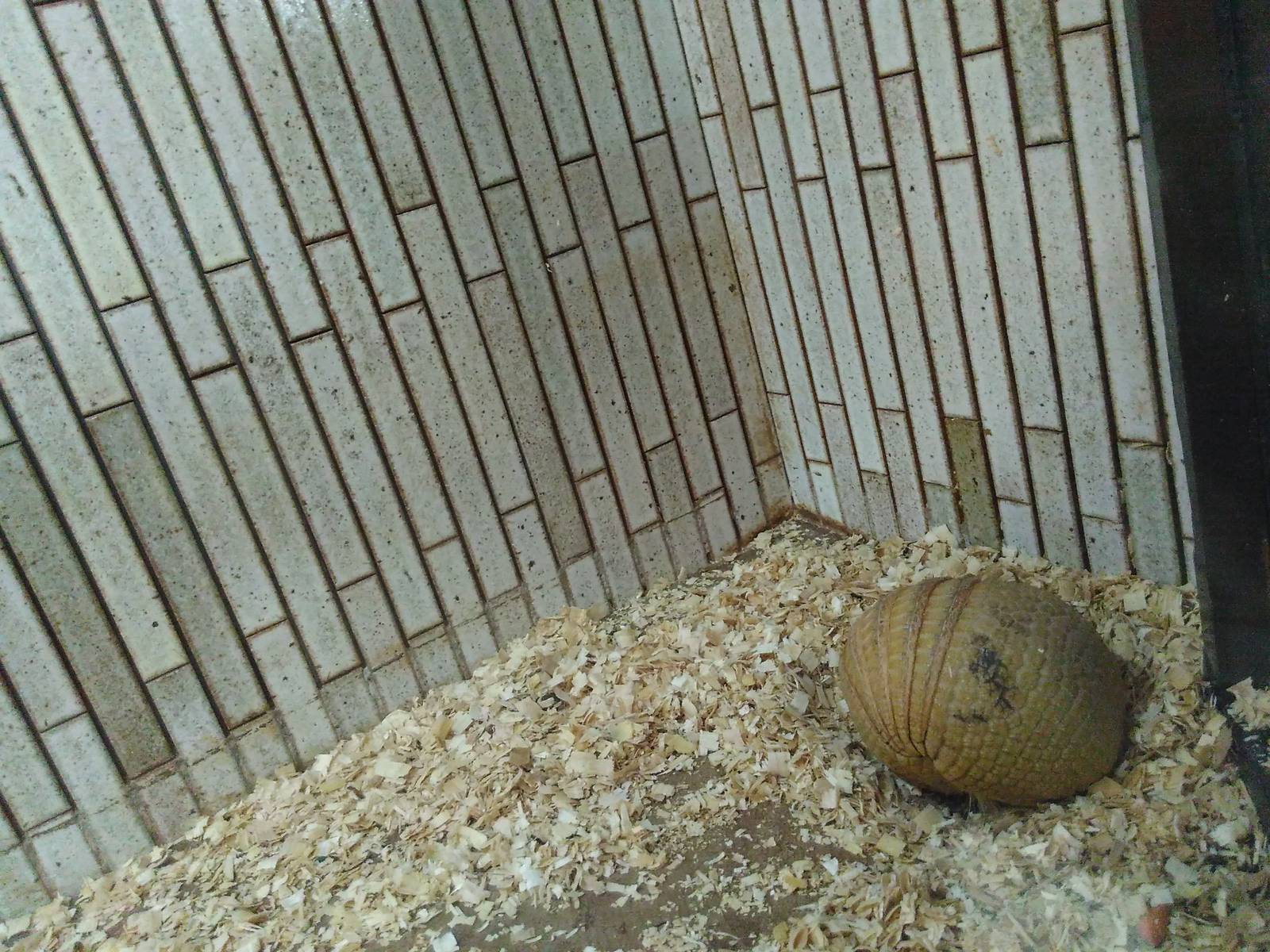 six-banded armadillo