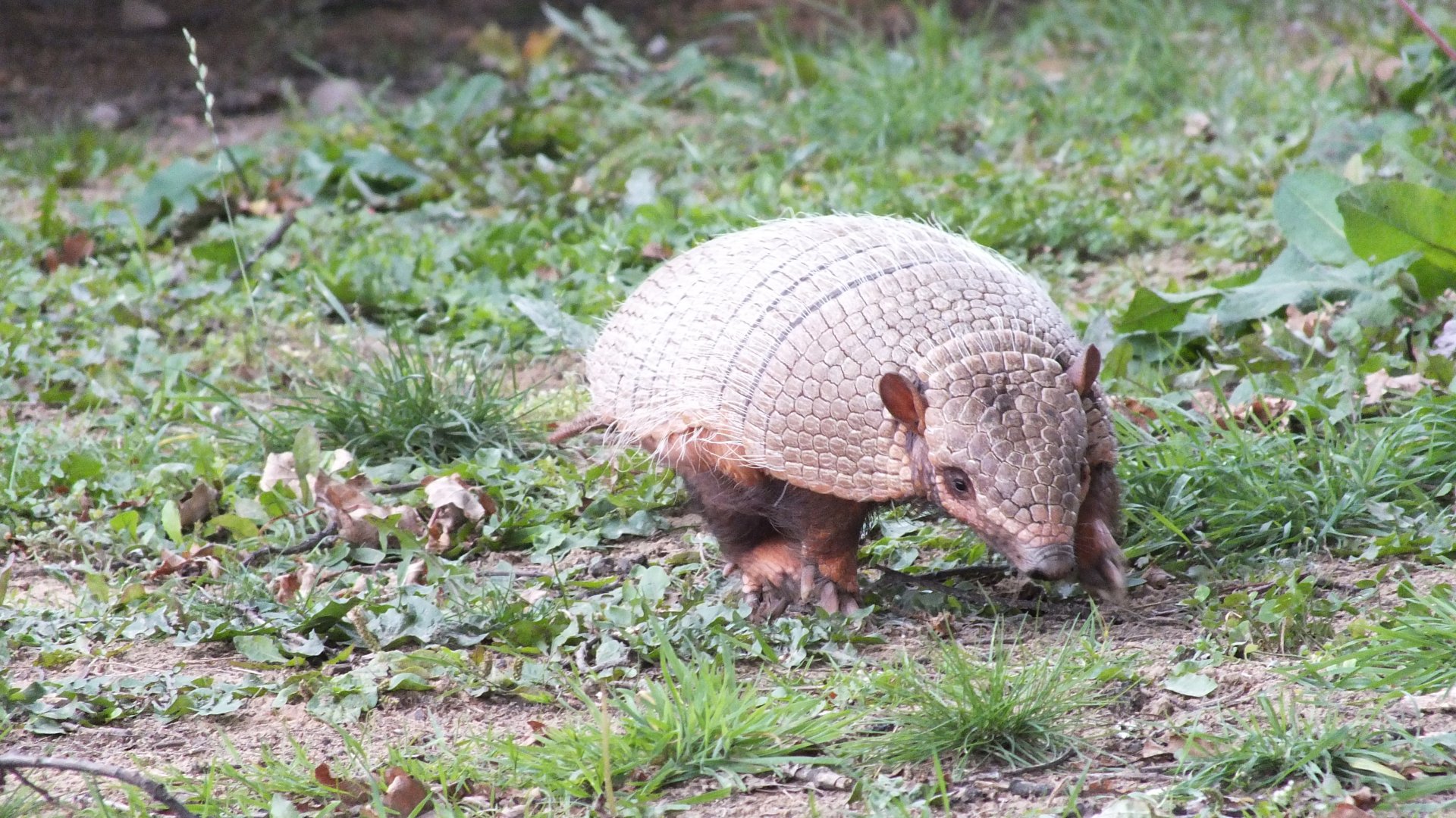 Six-Banded Armadillo