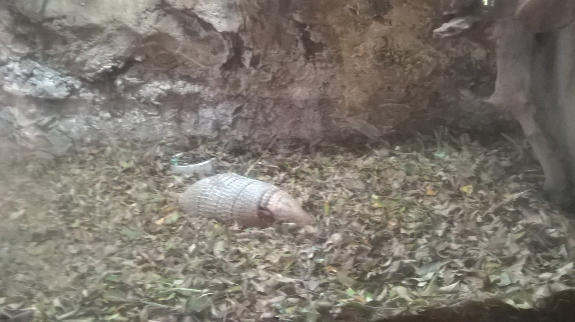 Six-banded armadillo
