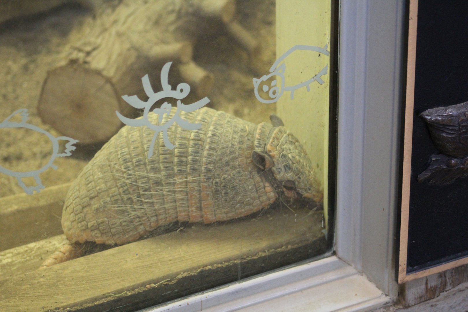 Six-Banded Armadillo