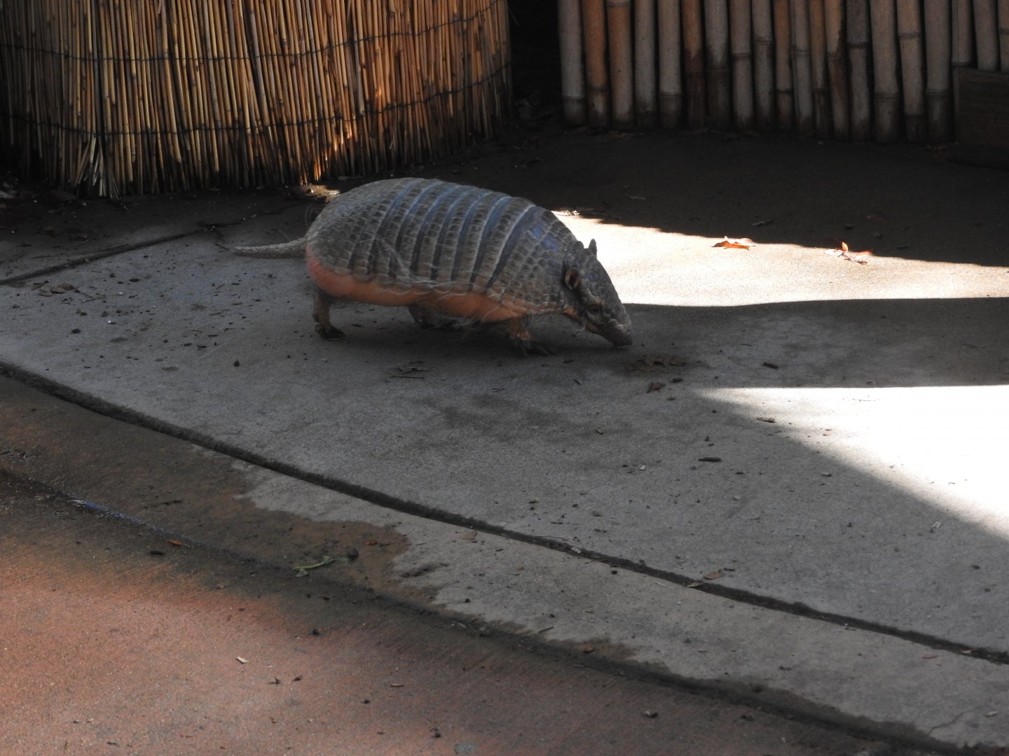 Six-banded Armadillo
