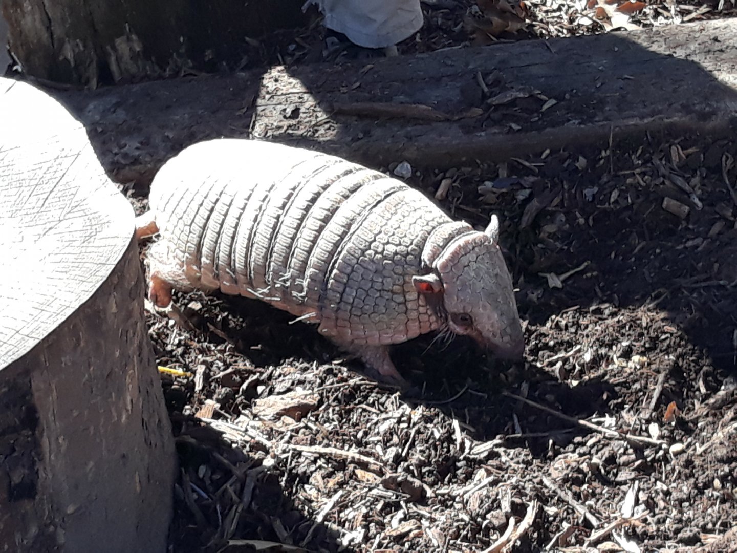 Six-banded armadillo