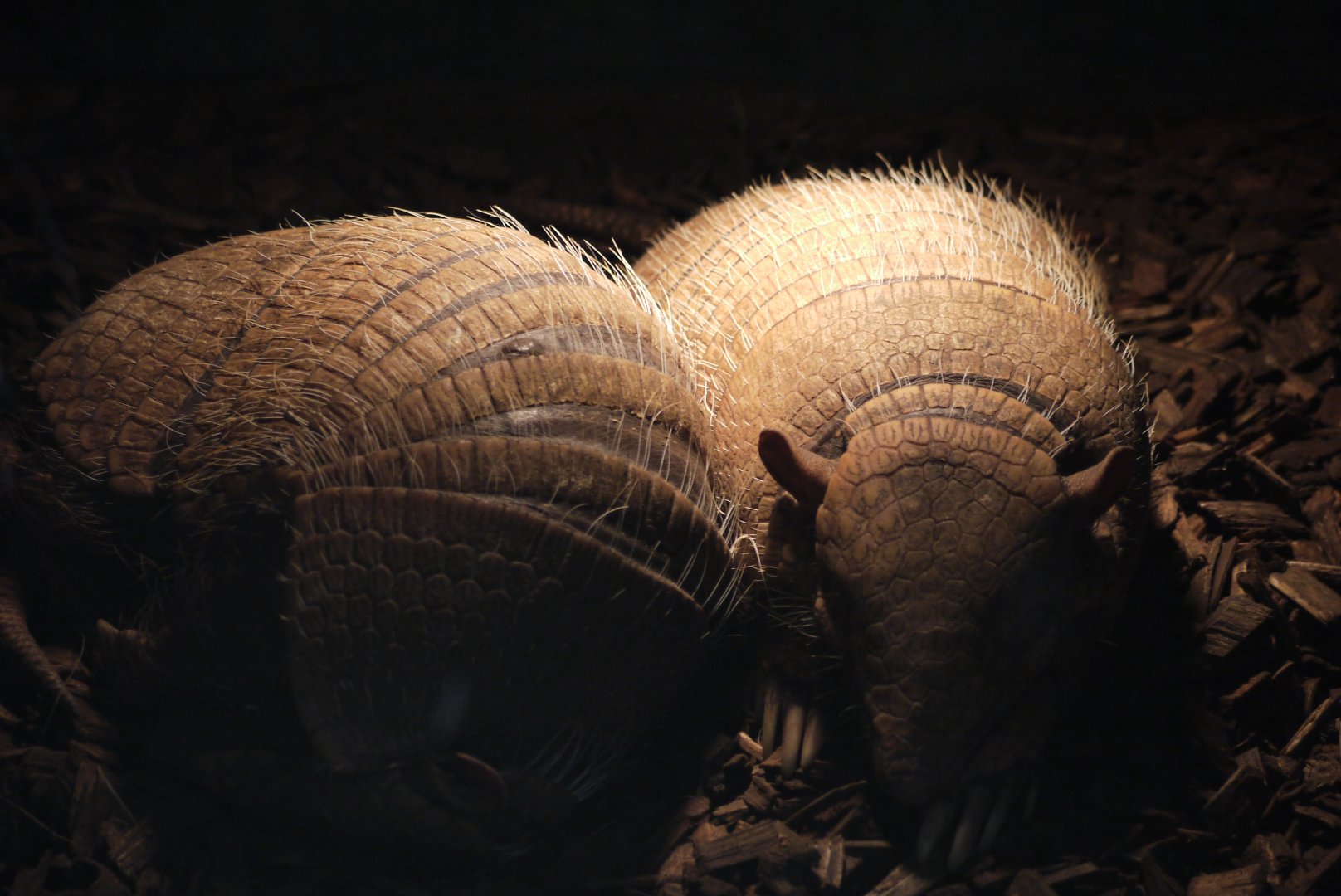 Six-Banded Armadillo