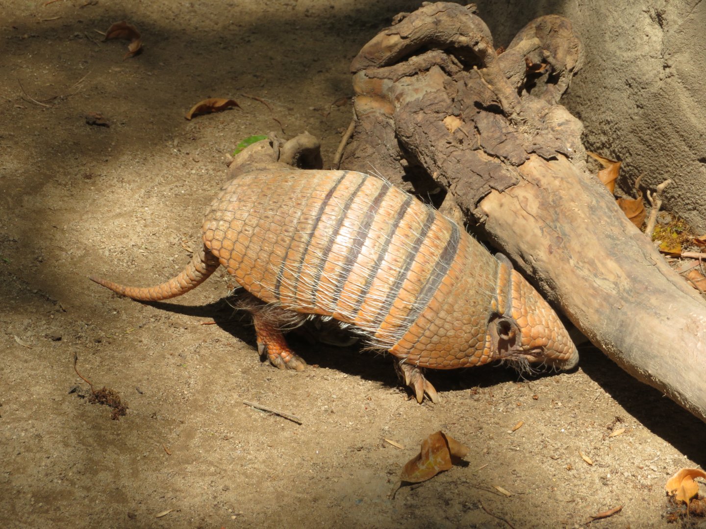 Six-banded Armadillo