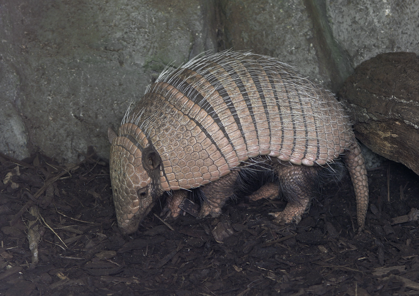 Six-banded armadillo