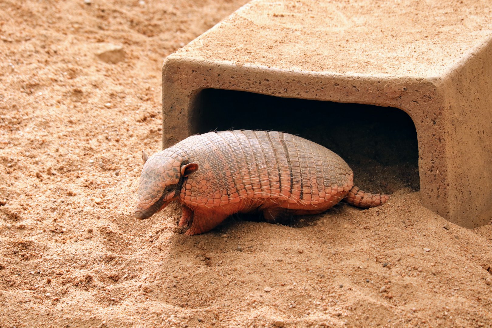 Six-banded Armadillo