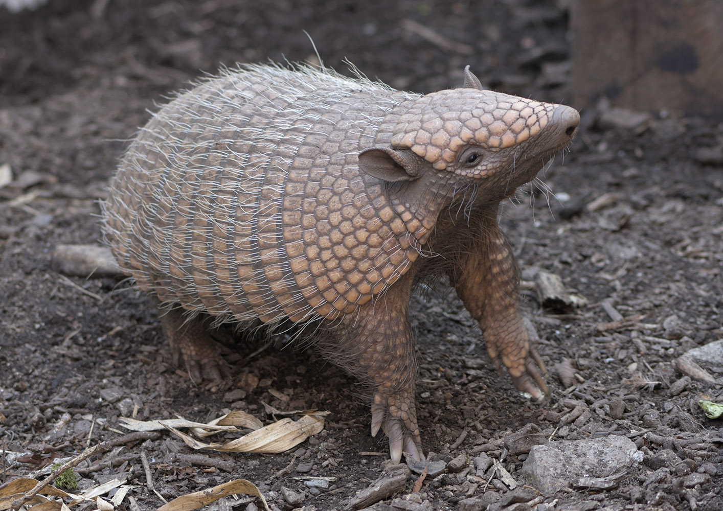 Six-banded armadillo