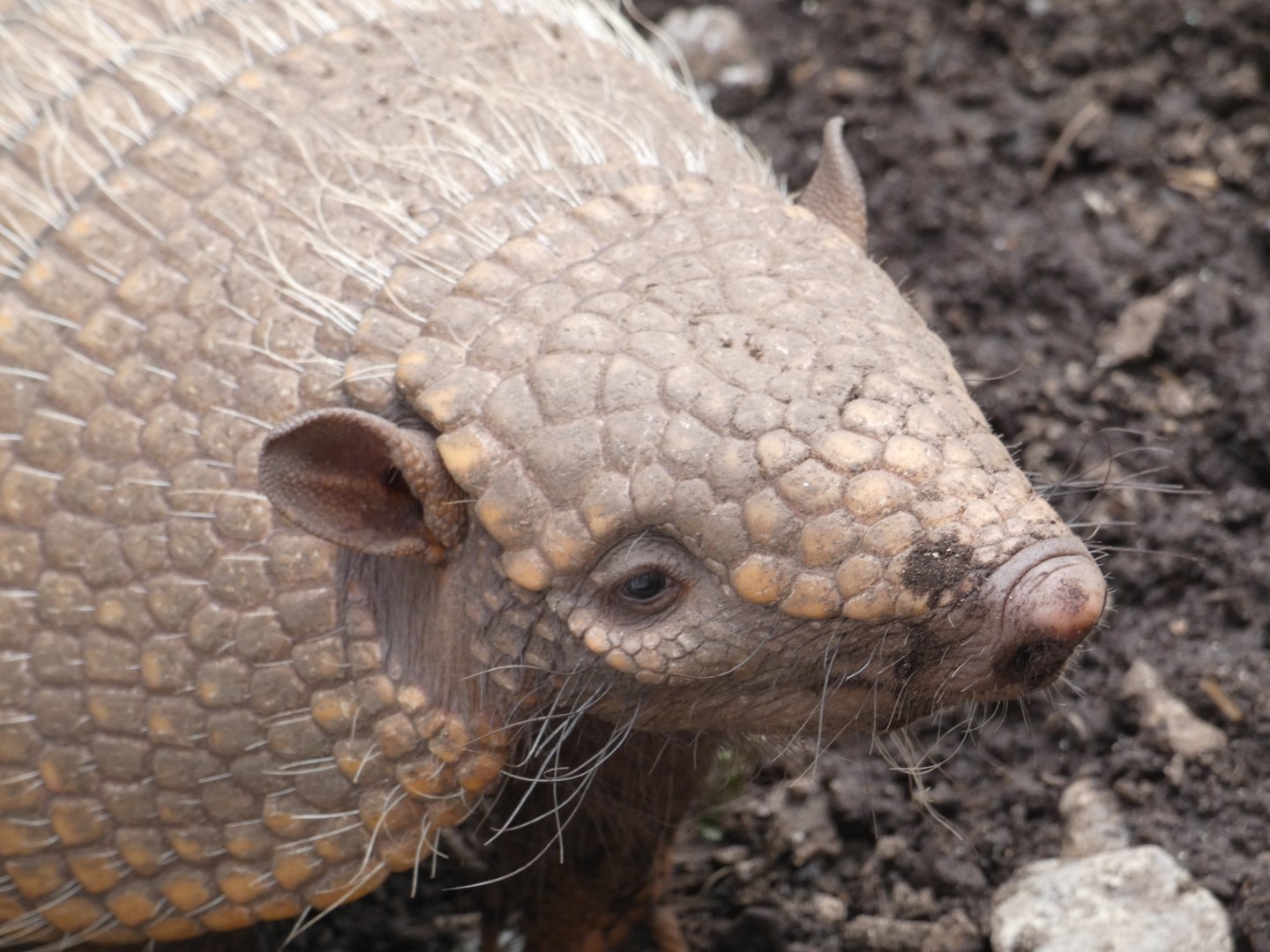 Six-banded Armadillo