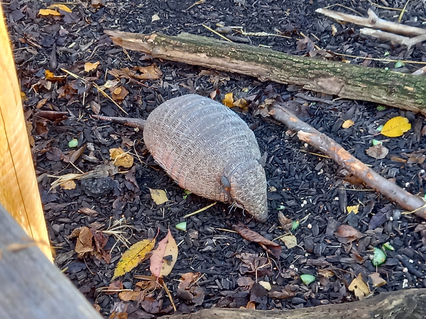 Six-banded Armadillo