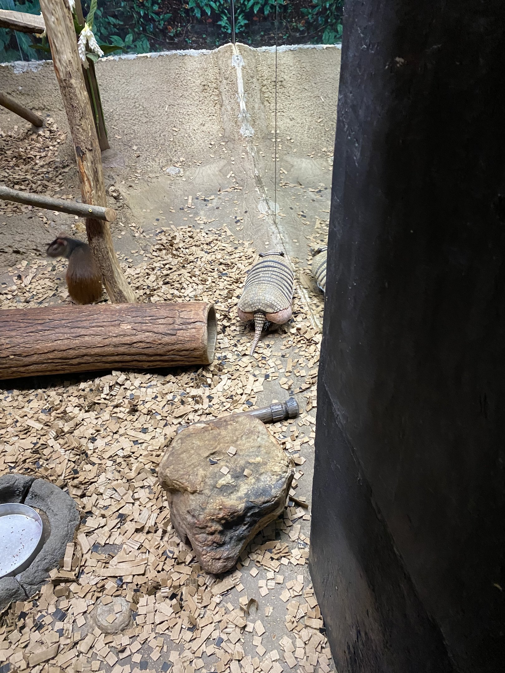 Six-banded Armadillo