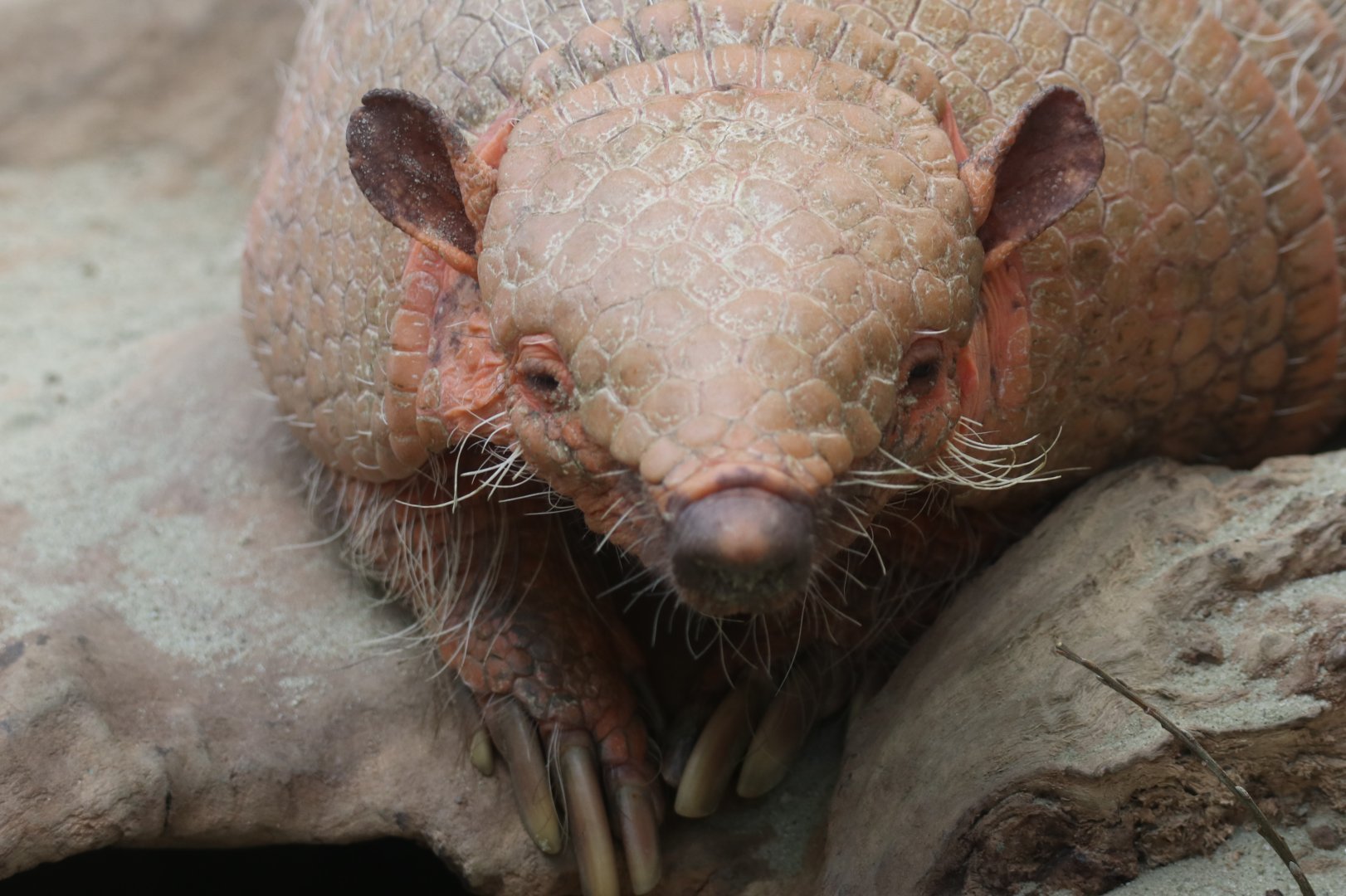 Six-banded armadillo