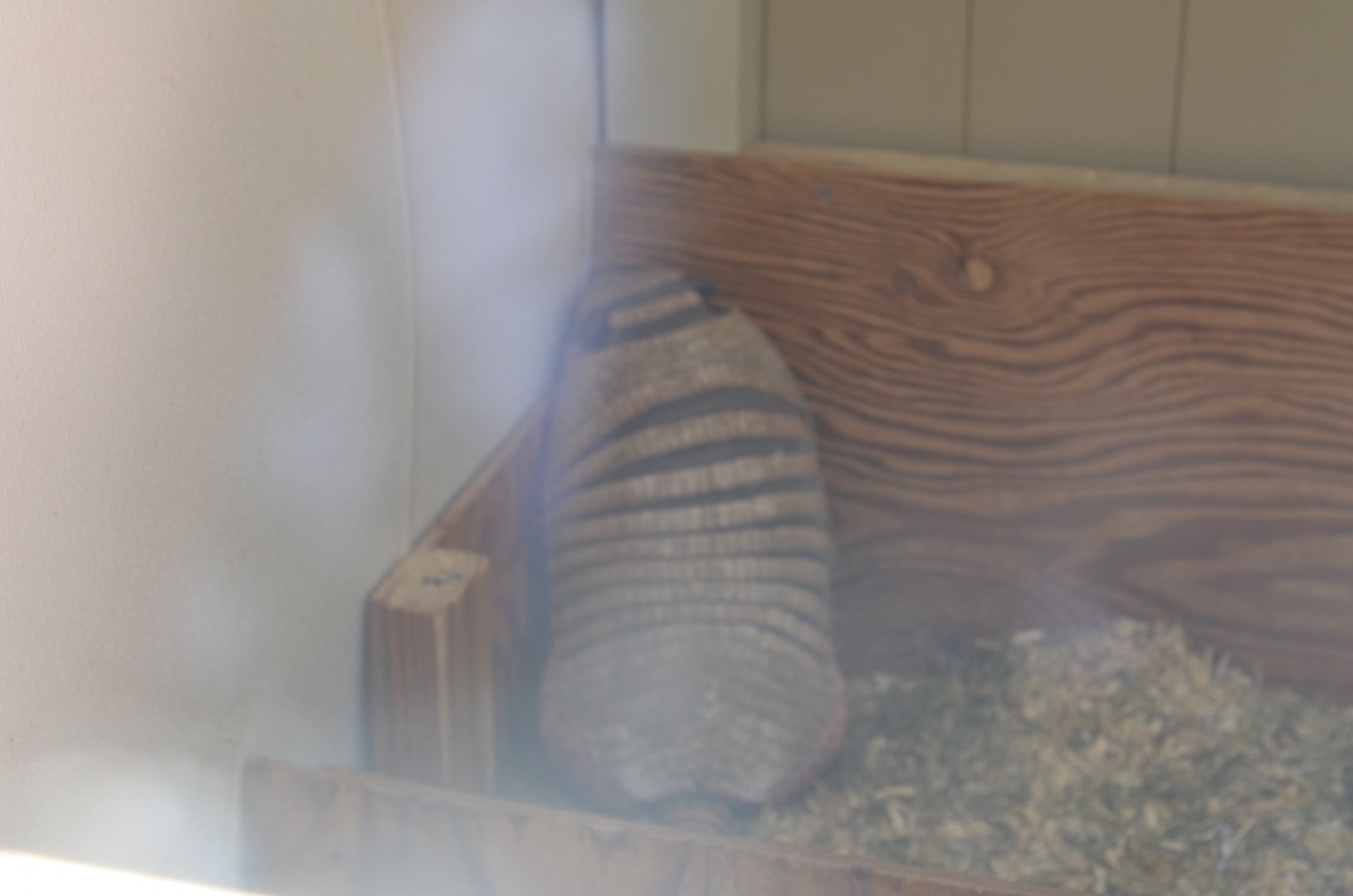 Six-Banded Armadillo