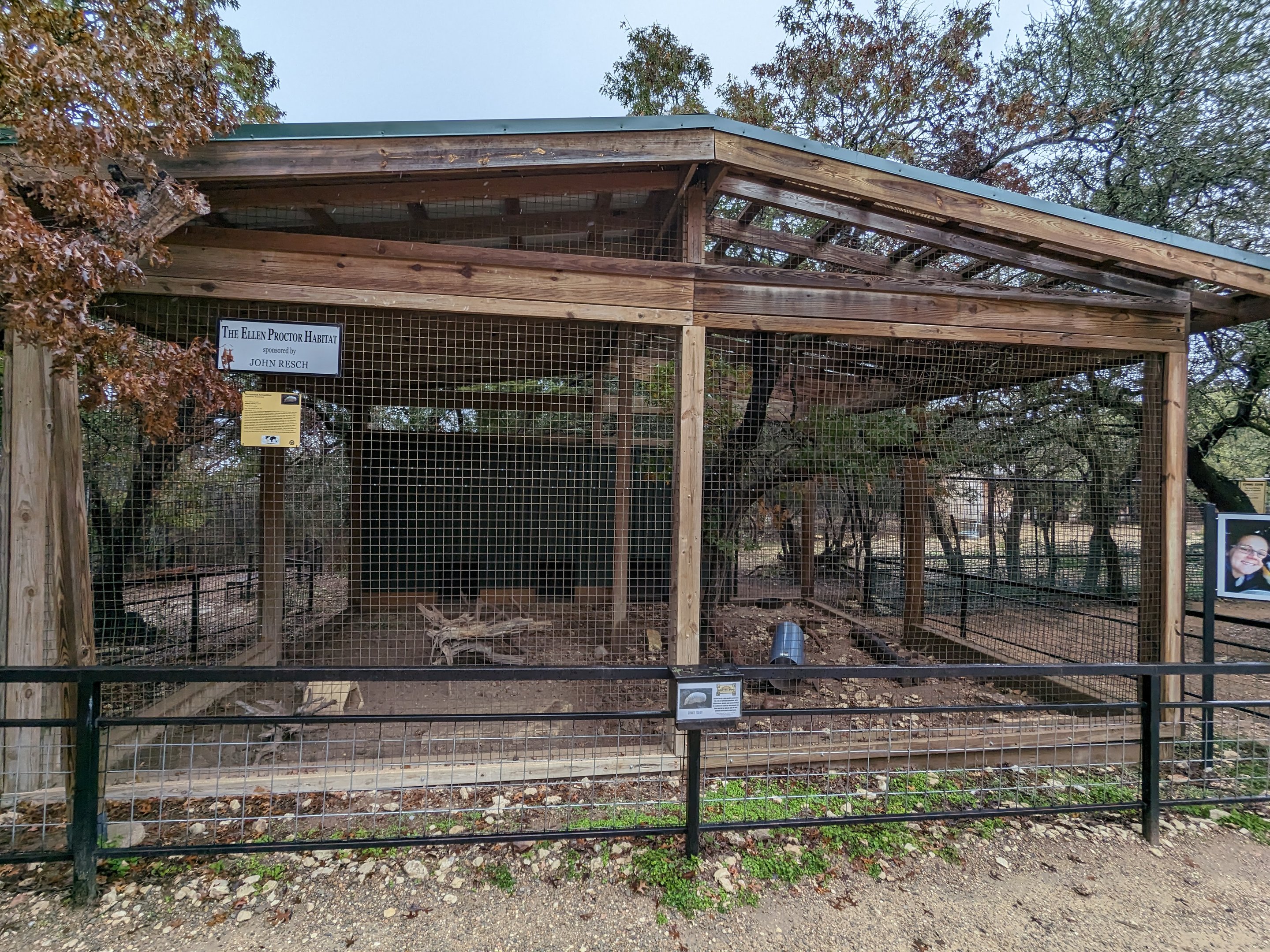 Six banded armadillo
