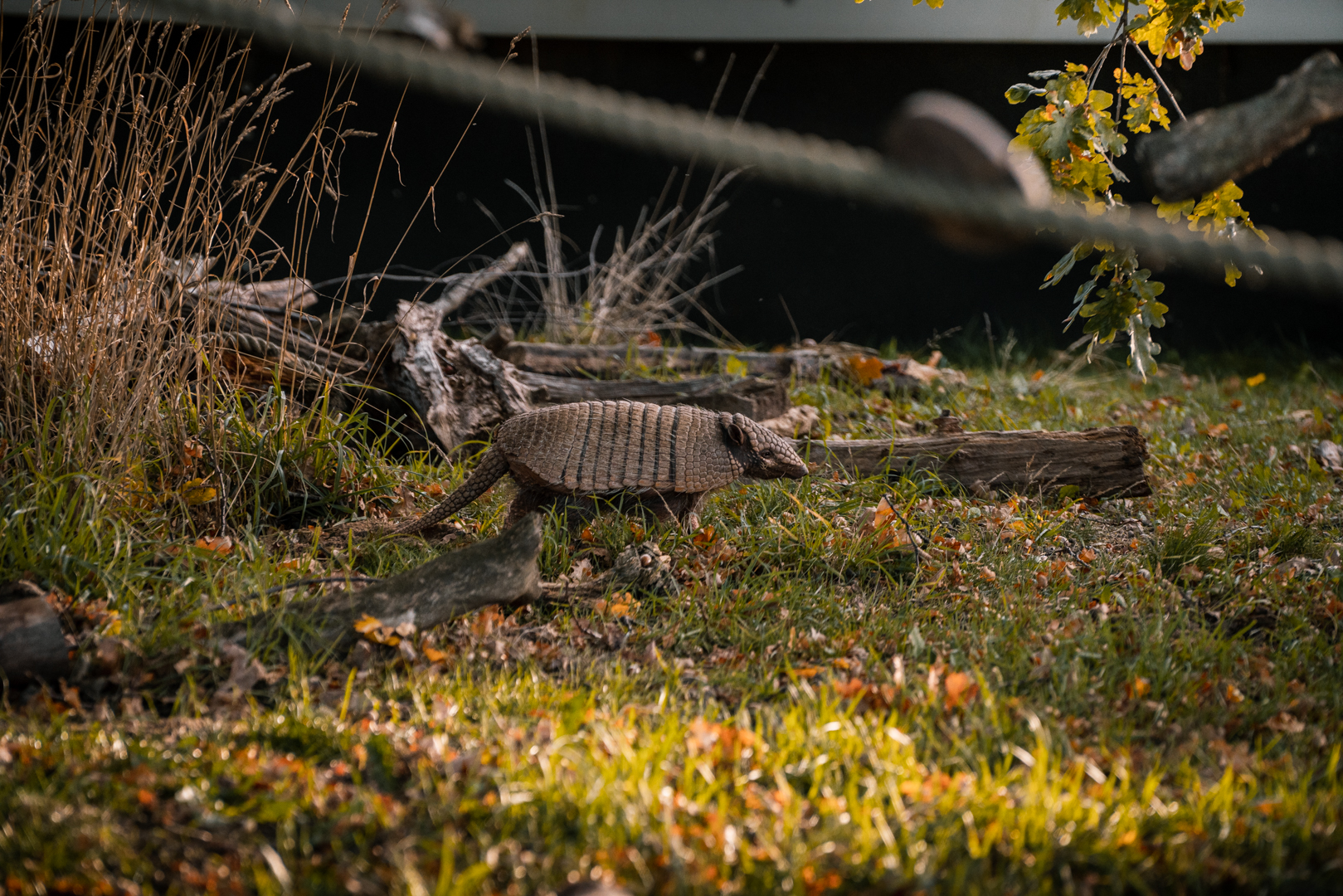 Six-Banded Armadillo