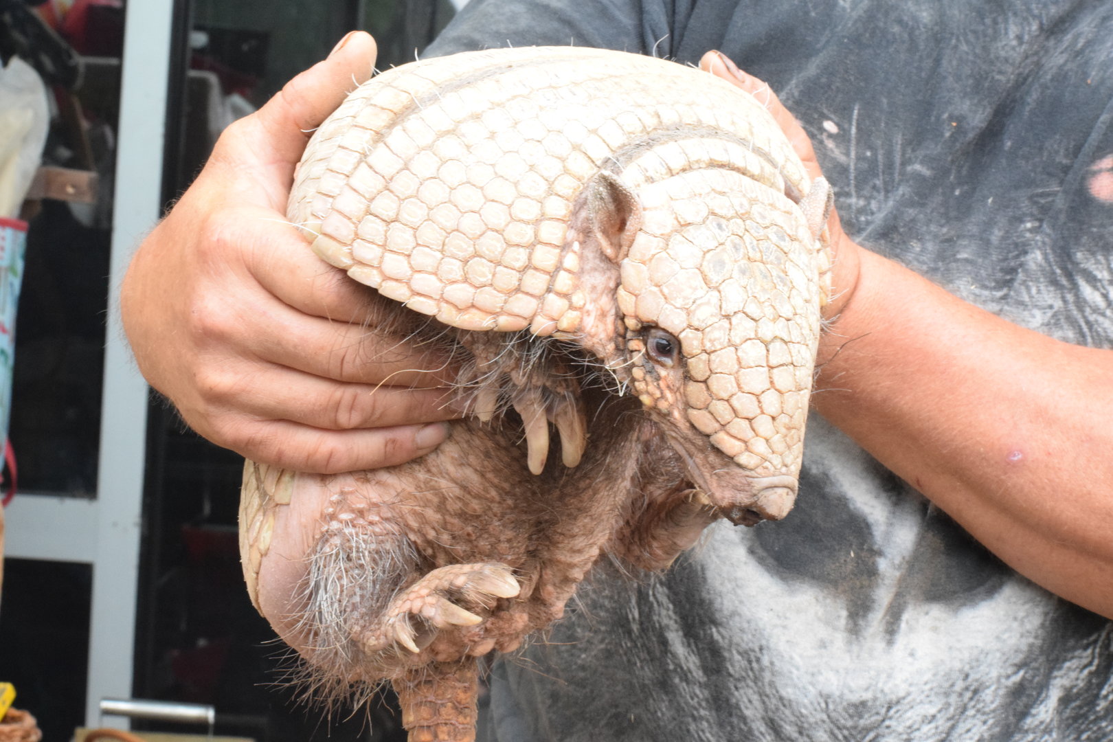 Six-banded armadillo