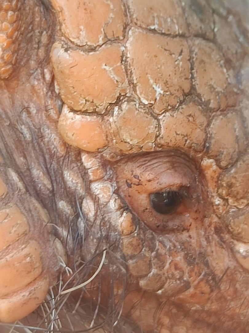 Six-banded Armadillo