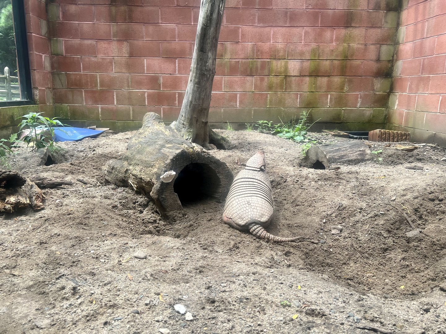 Six-banded Armadillo