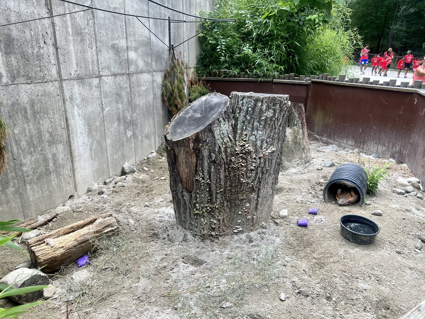 Six-banded Armadillo