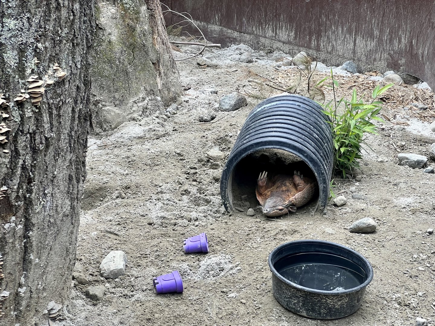Six-banded Armadillo