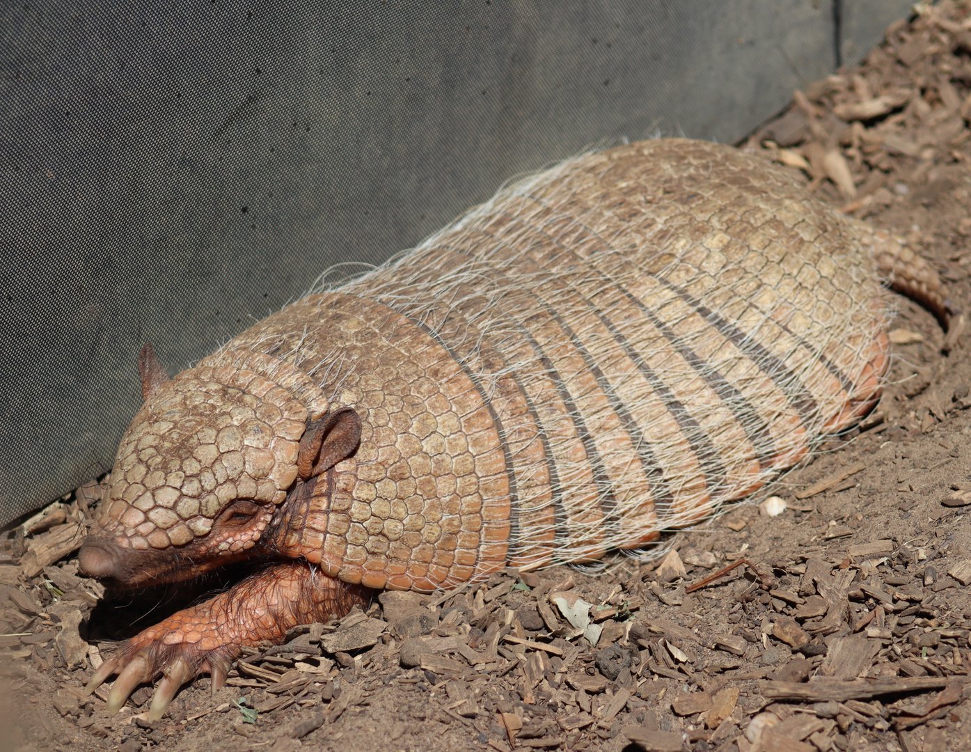 Six-banded Armadillo