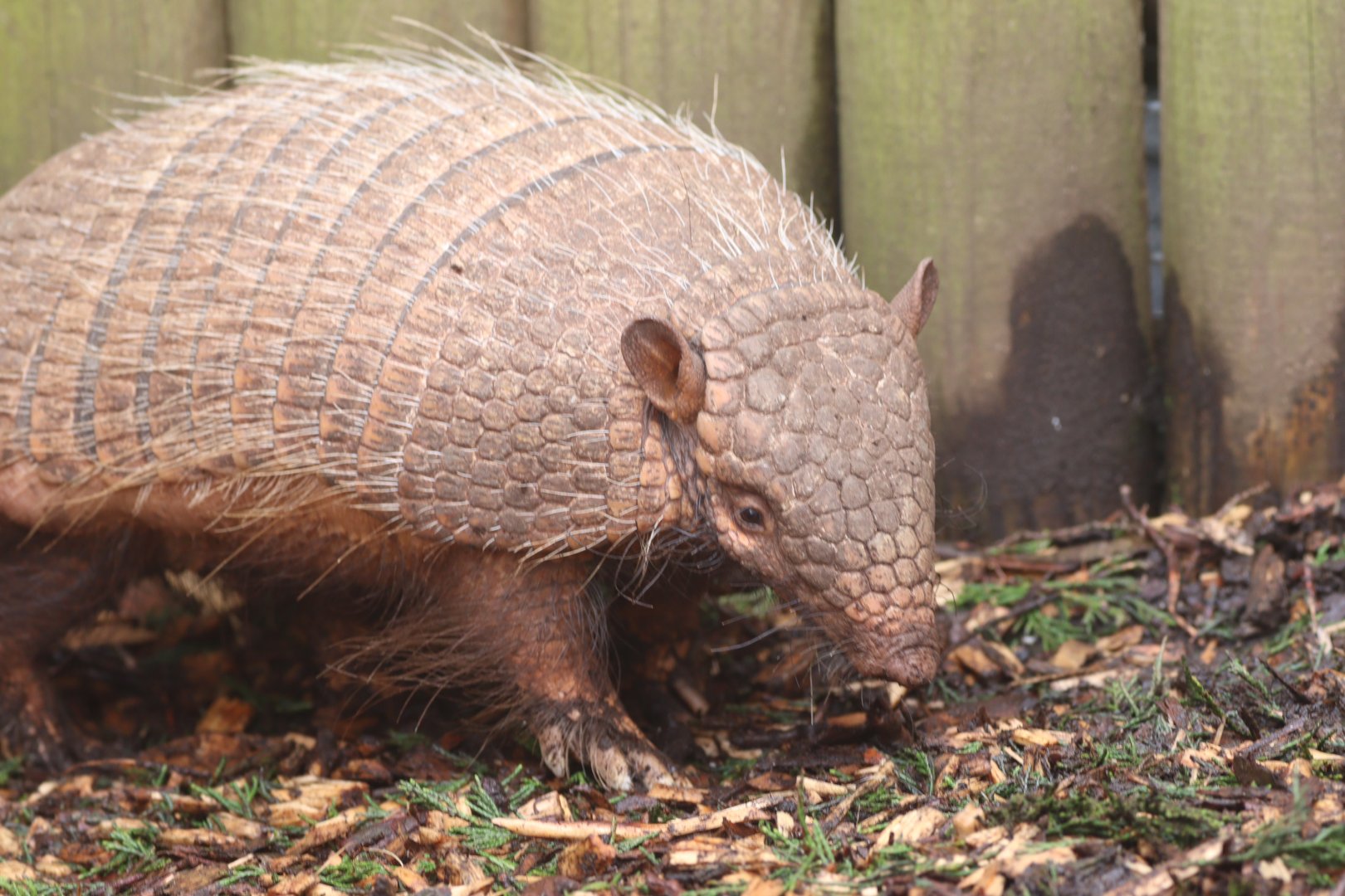 Six-banded Armadillo