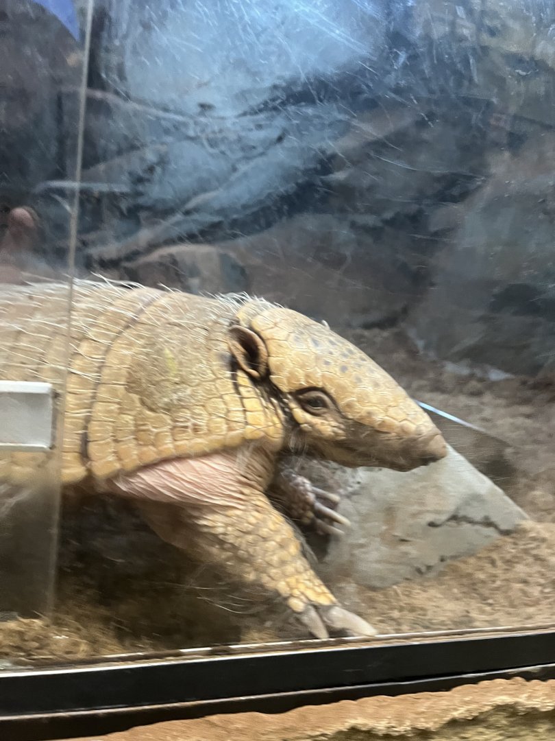 Six banded Armadillo