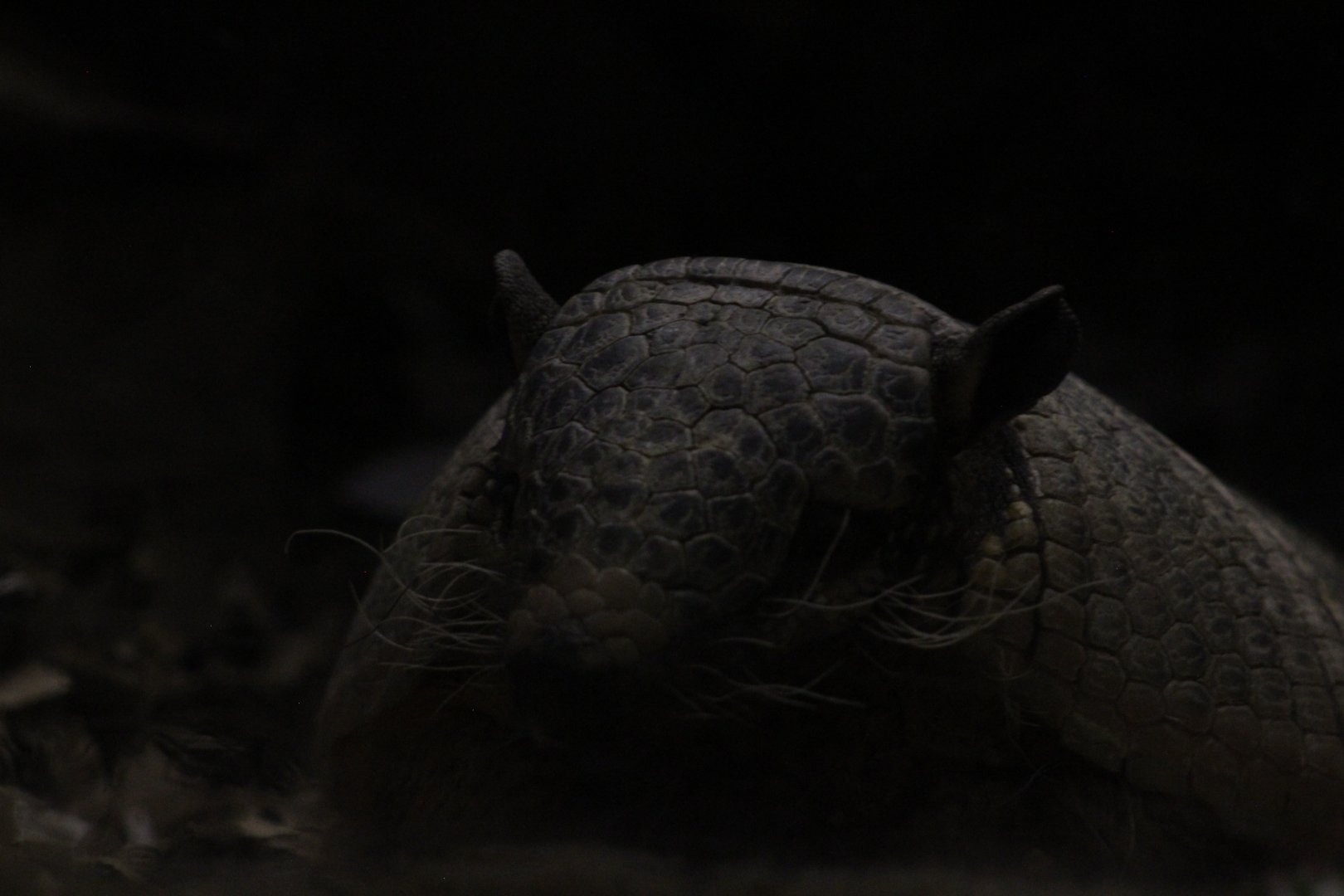 Six-banded armadillo