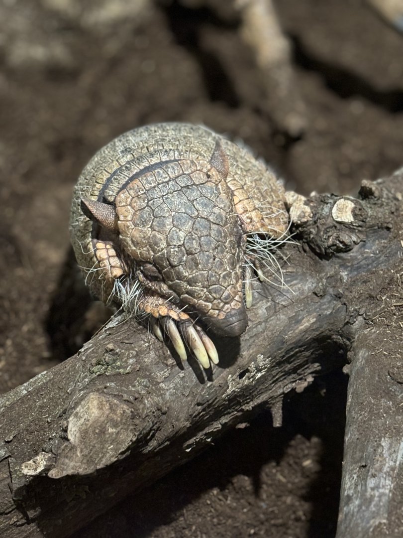 Six Banded Armadillo