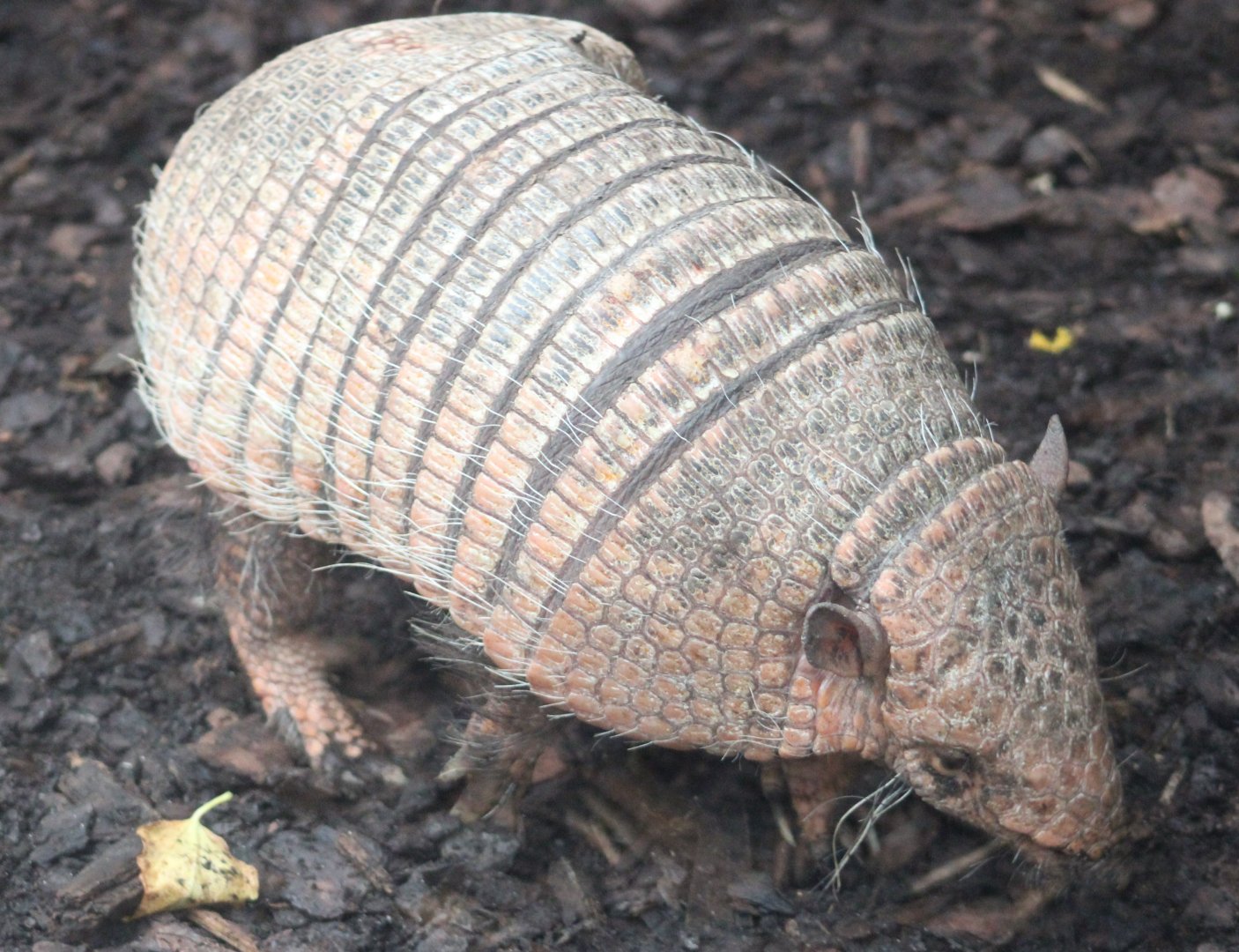 Six-banded armadillo