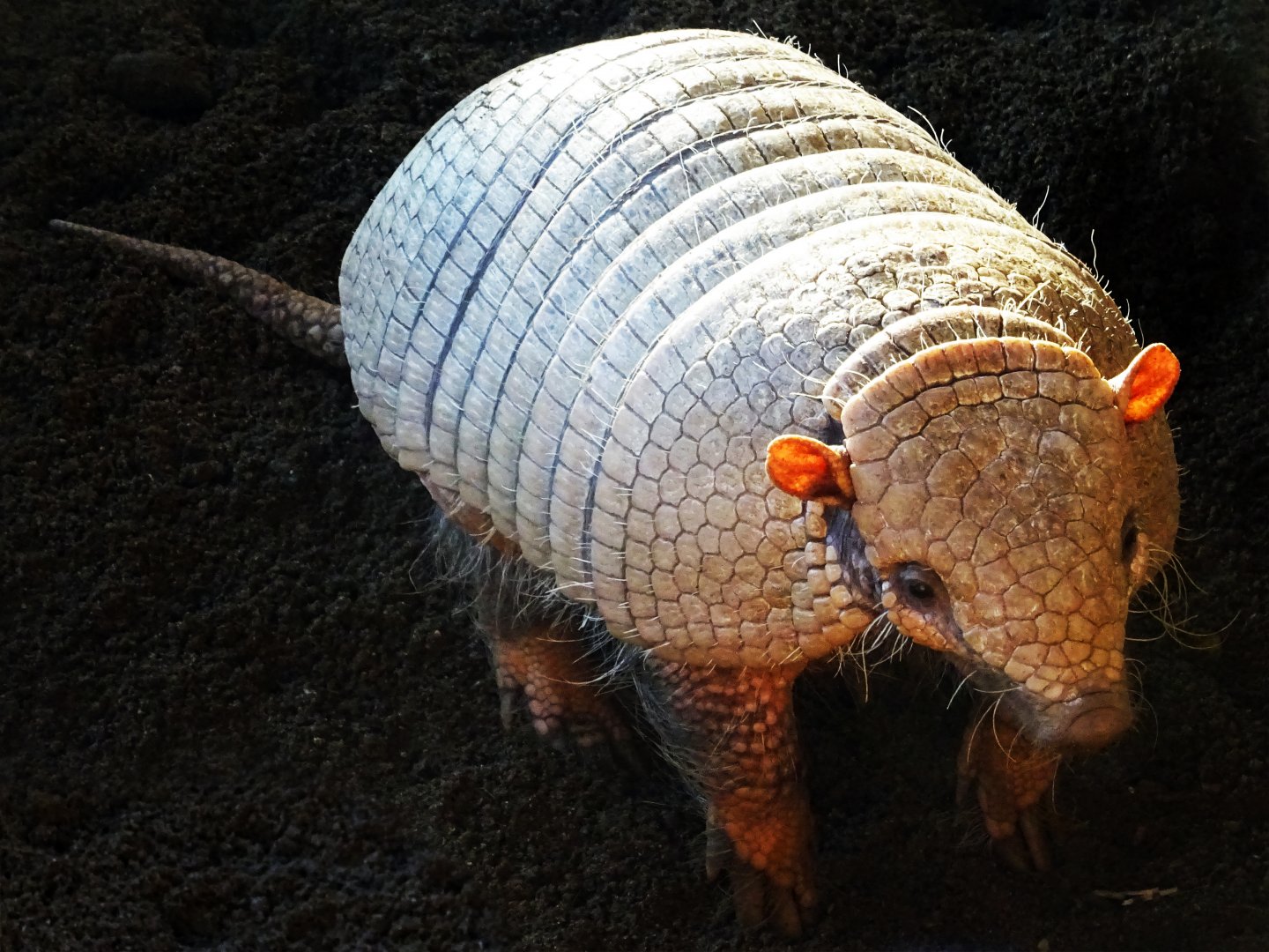 Six-banded armadillo