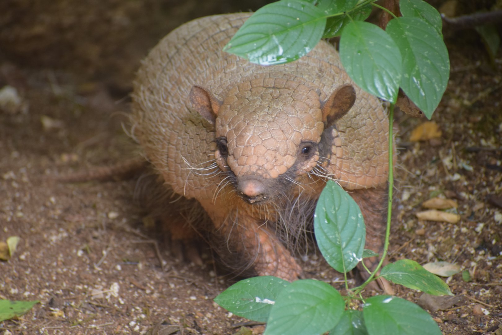 Six-banded armadillo