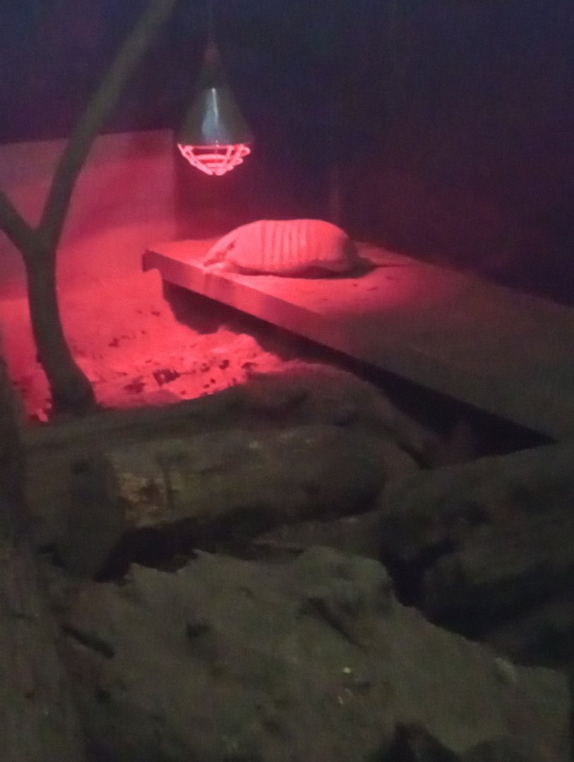 Six-banded armadillo