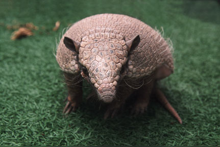 six banded armadillo