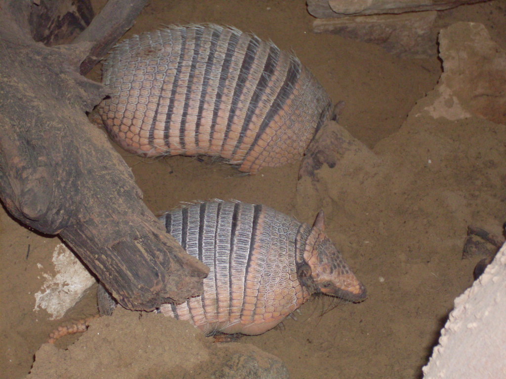 Six-banded armadillo