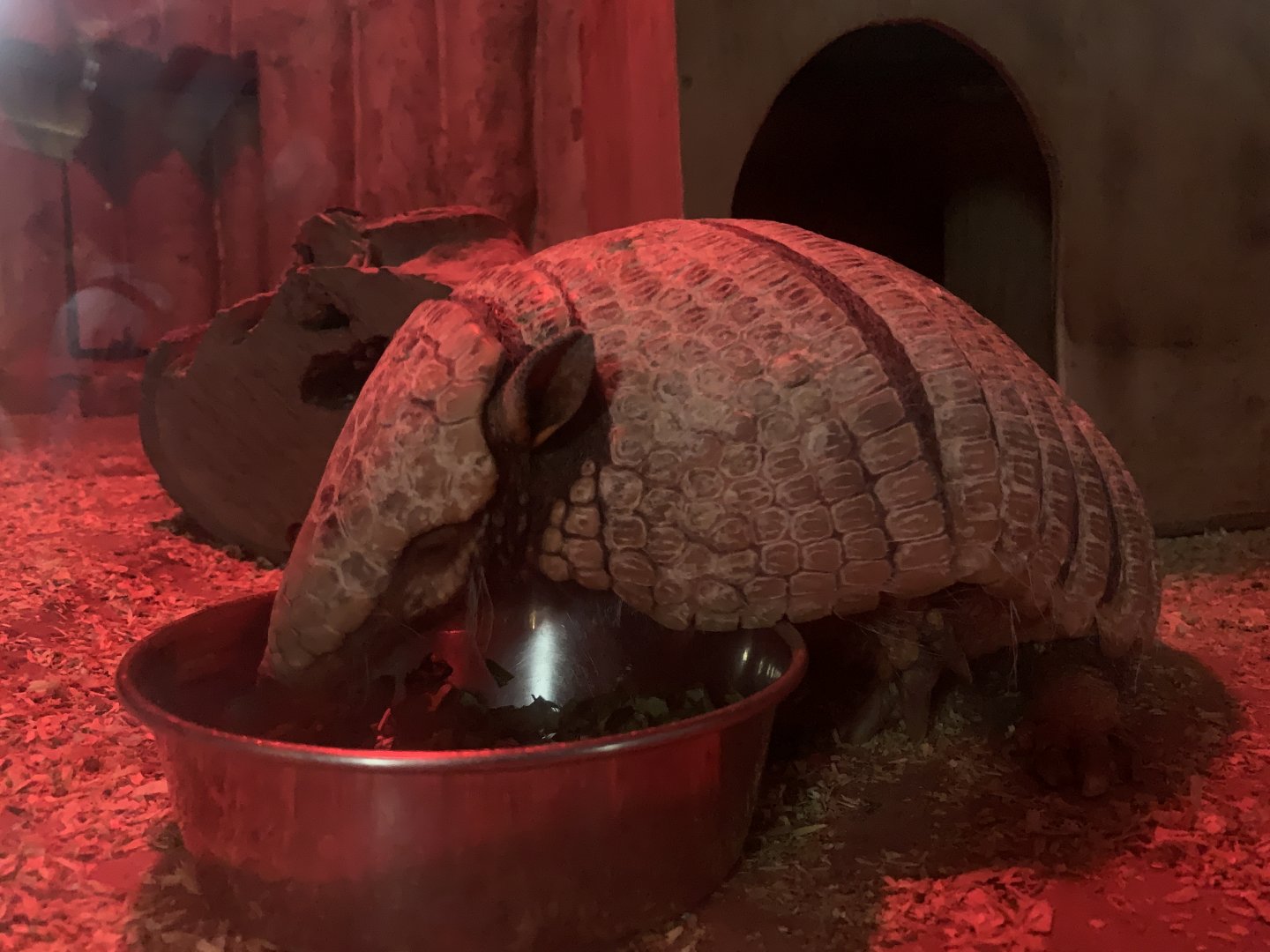 Six-banded Armadillo