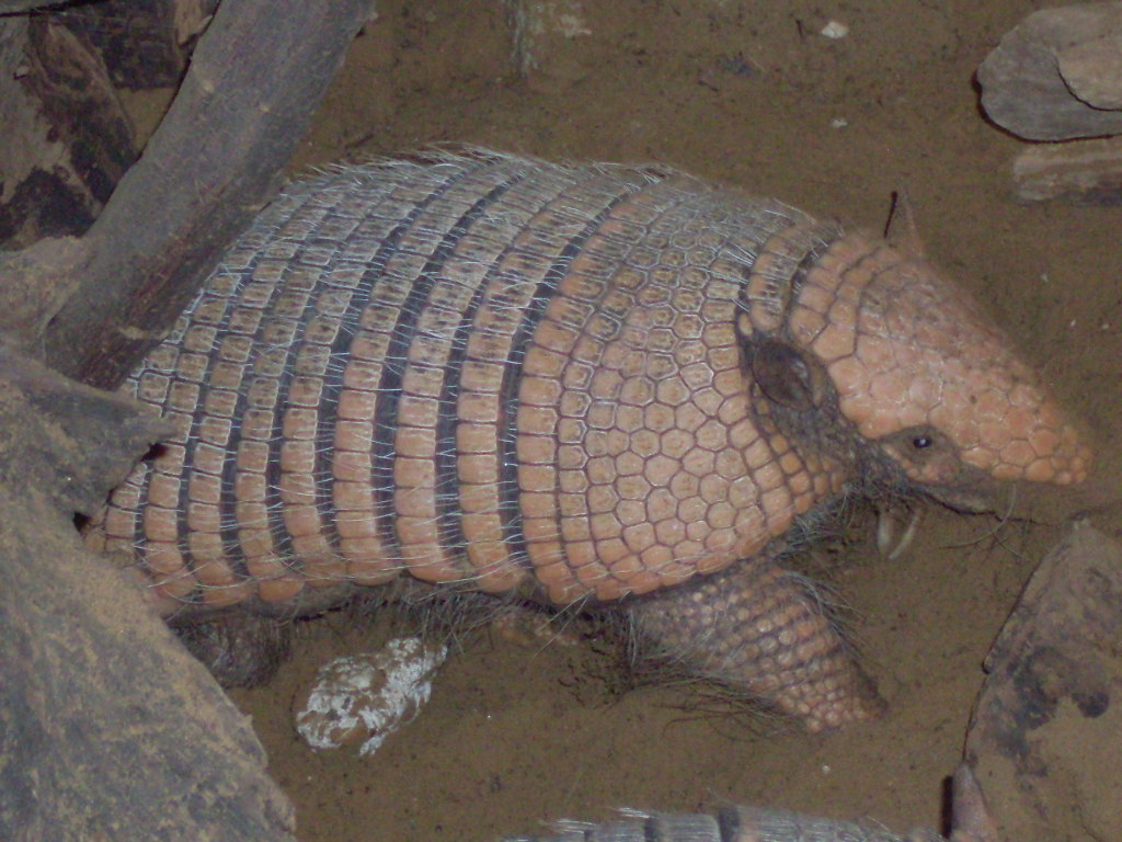 Six-banded armadillo