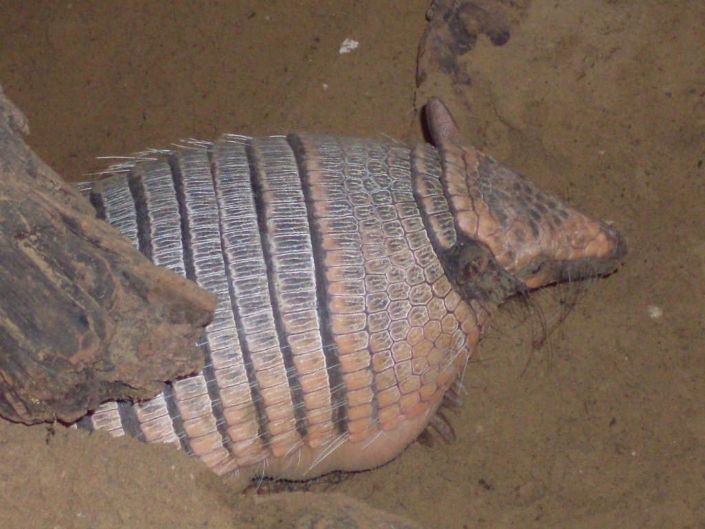 Six-banded armadillo