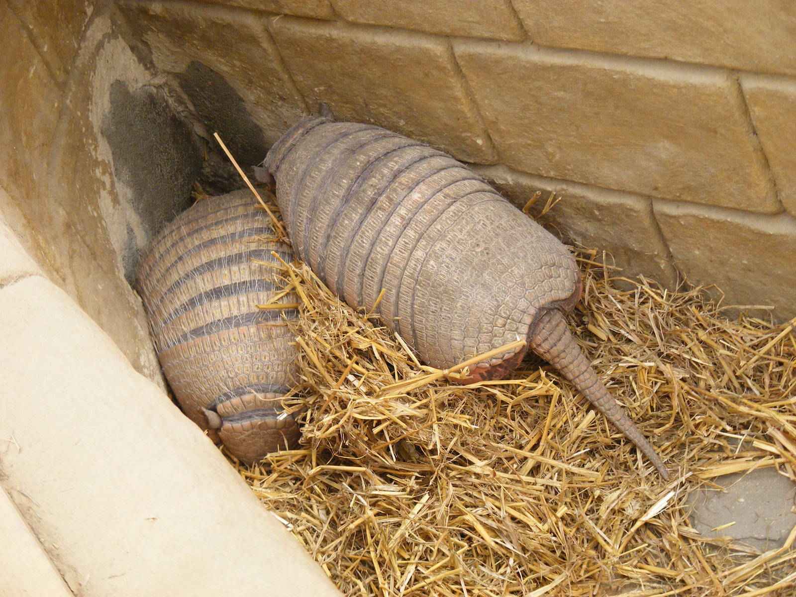 Six-banded armadilloes (yellow armadilloes) at Amazon World, 5 April 2010