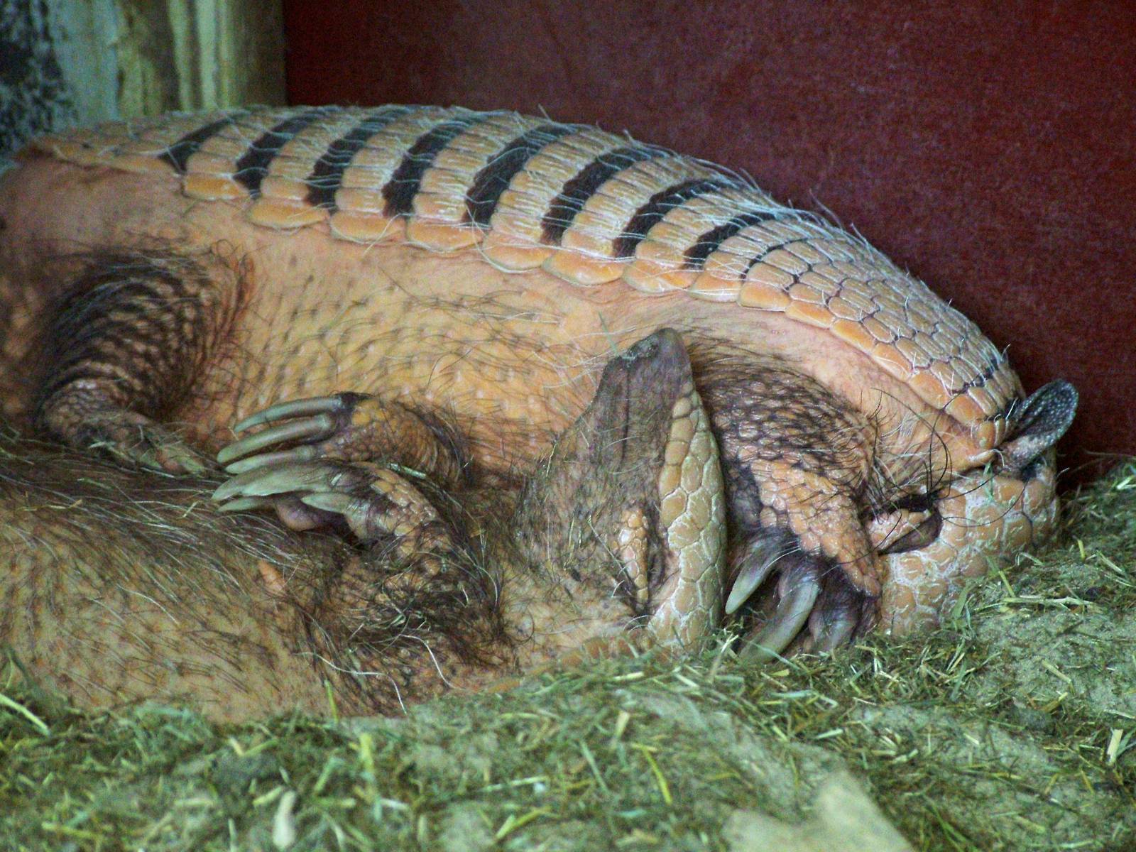 Six-banded Armadillos at Best, 02/06/12