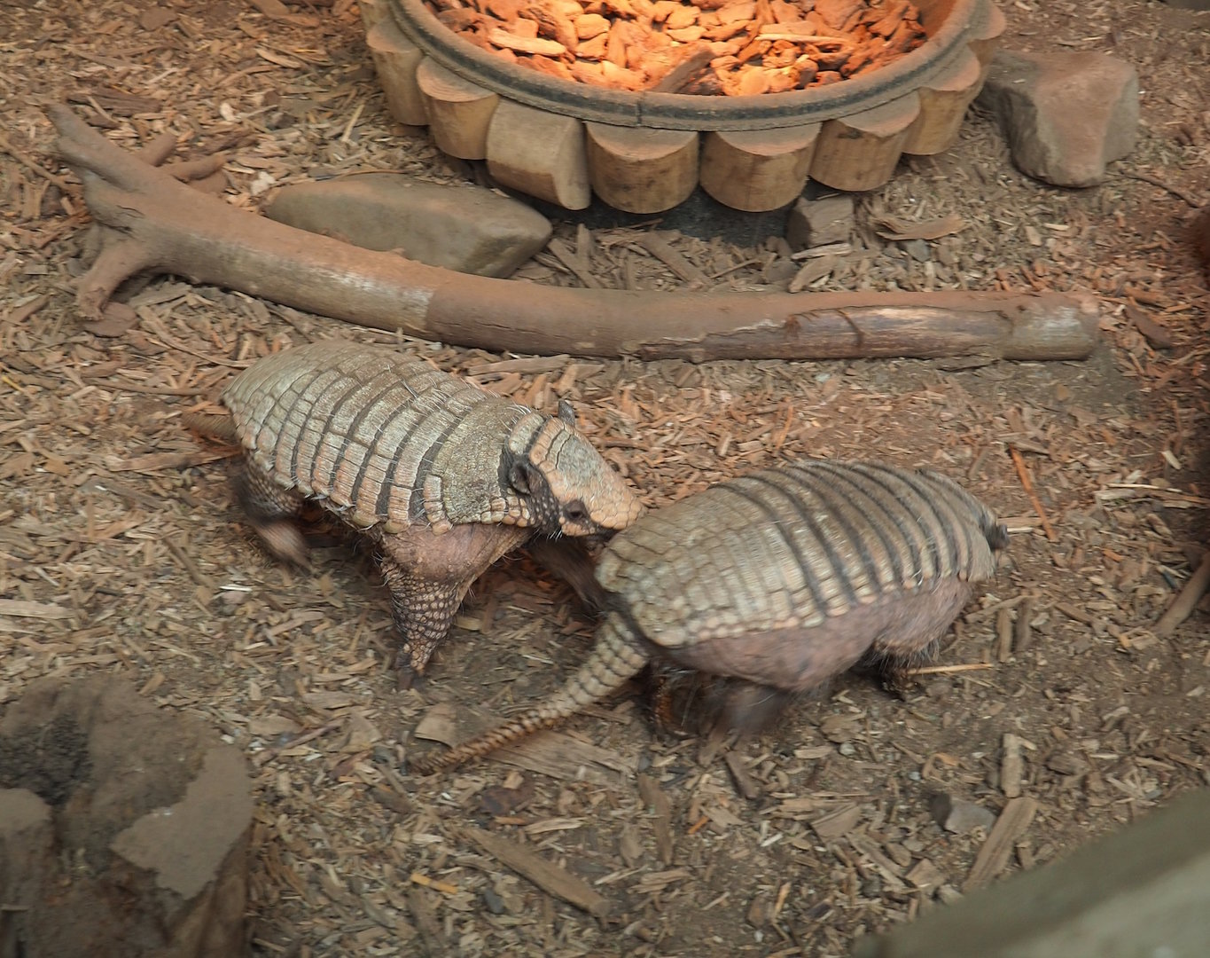 Six-banded armadillos chasing eachother (Euphractus sexcinctus), 2023-05-19