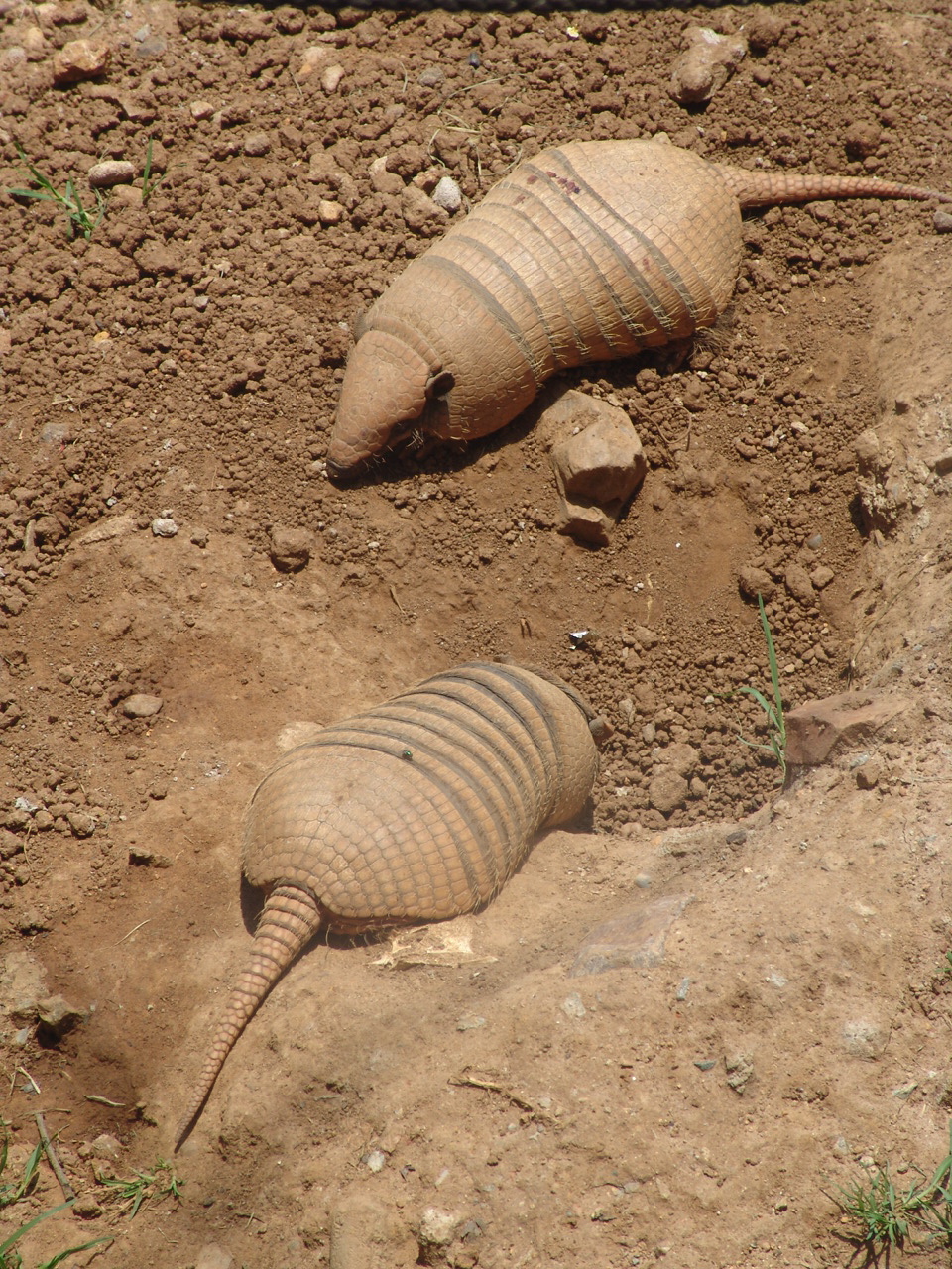 Six-banded Armadillos (Euphractus sexcinctus)