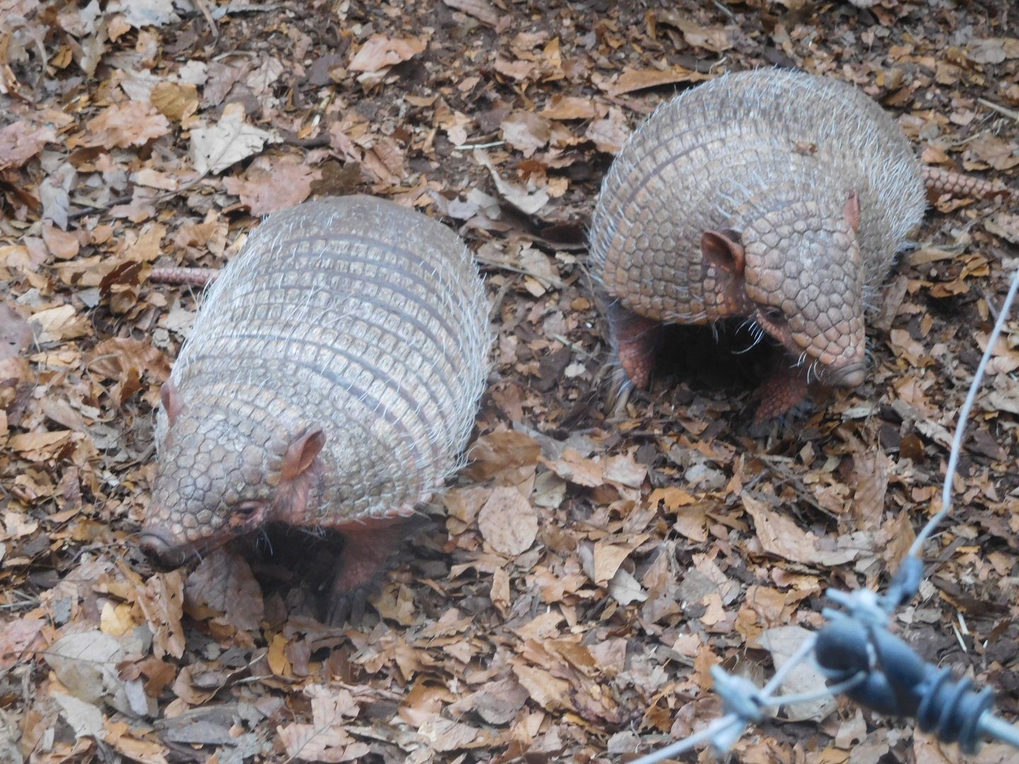 Six-banded Armadillos