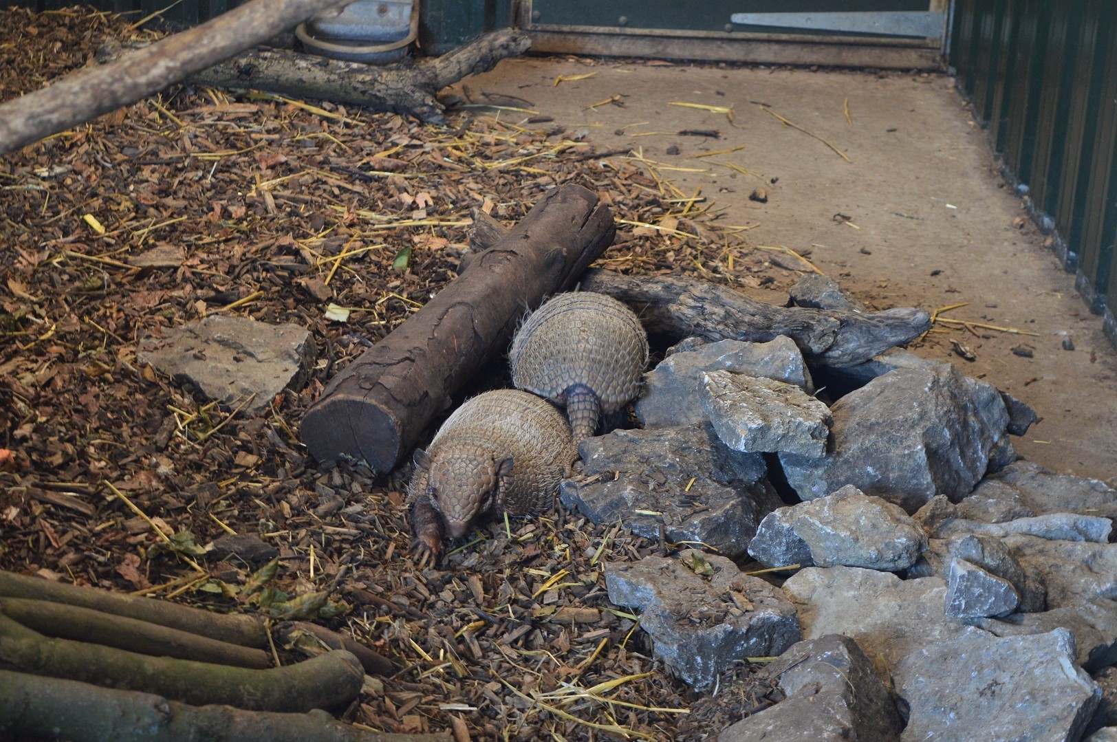 Six-banded Armadillos